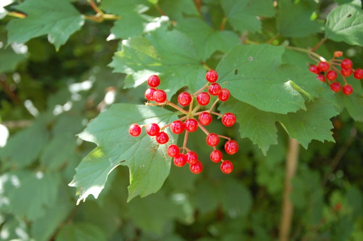 Catéchisme | Camp du Cycle II Prêles 2010